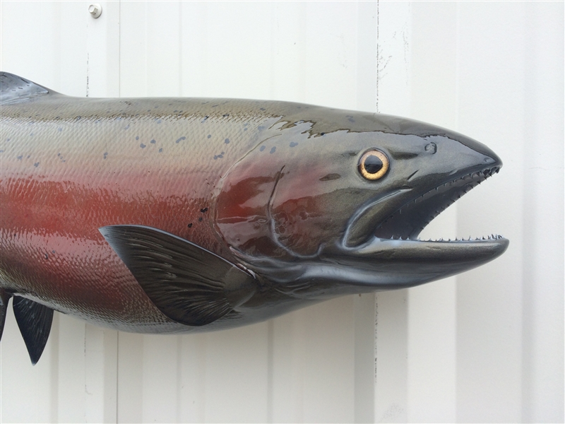 33 Inch Steelhead Trout Fish Mount Replica Reproduction For Sale