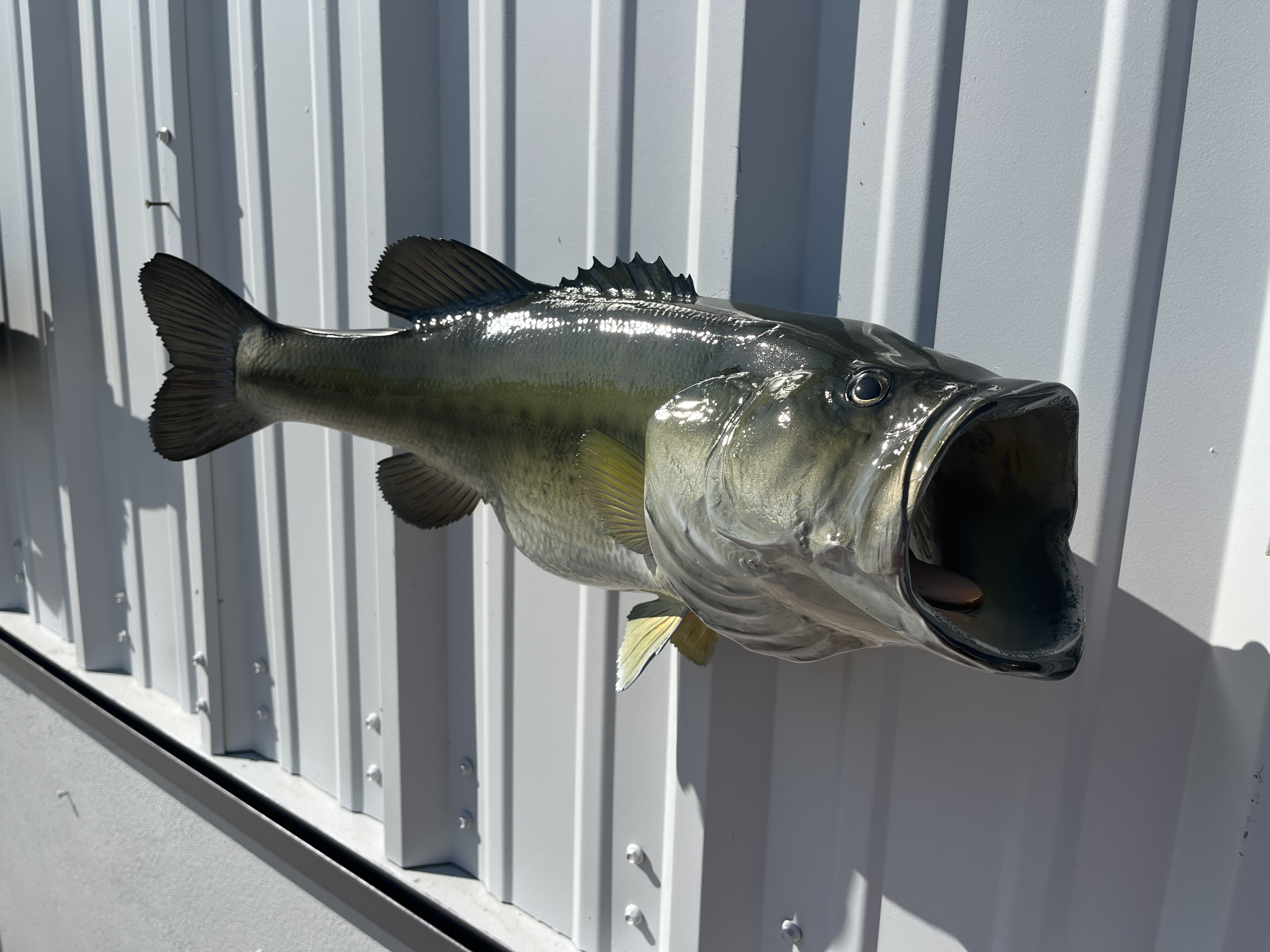 22 Inch Largemouth Bass Fish Mount Replica Facing Right