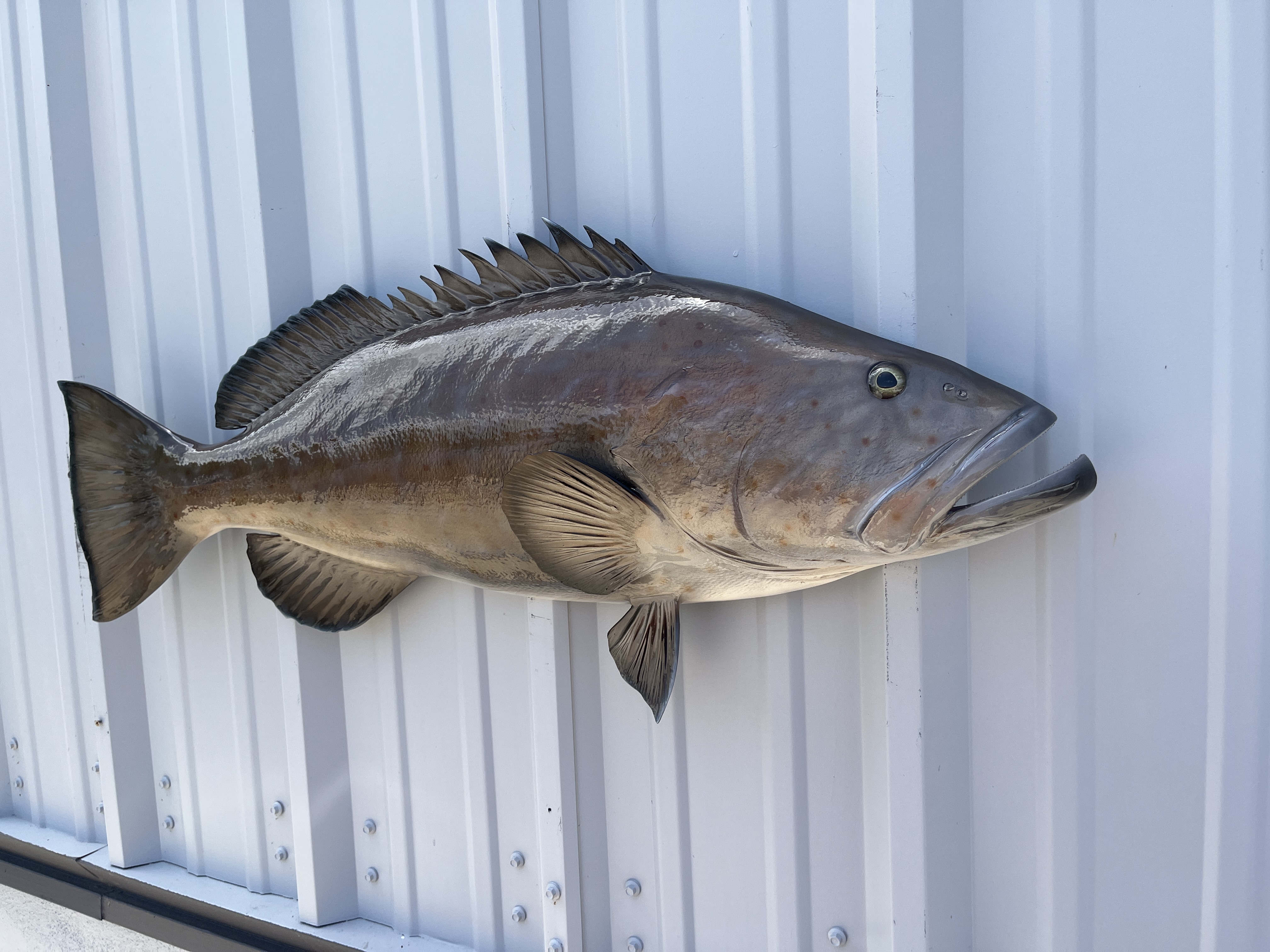 black grouper