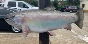 24 Inch Rainbow Trout Fish Mount Production Proofs - Invoice #21759 ...