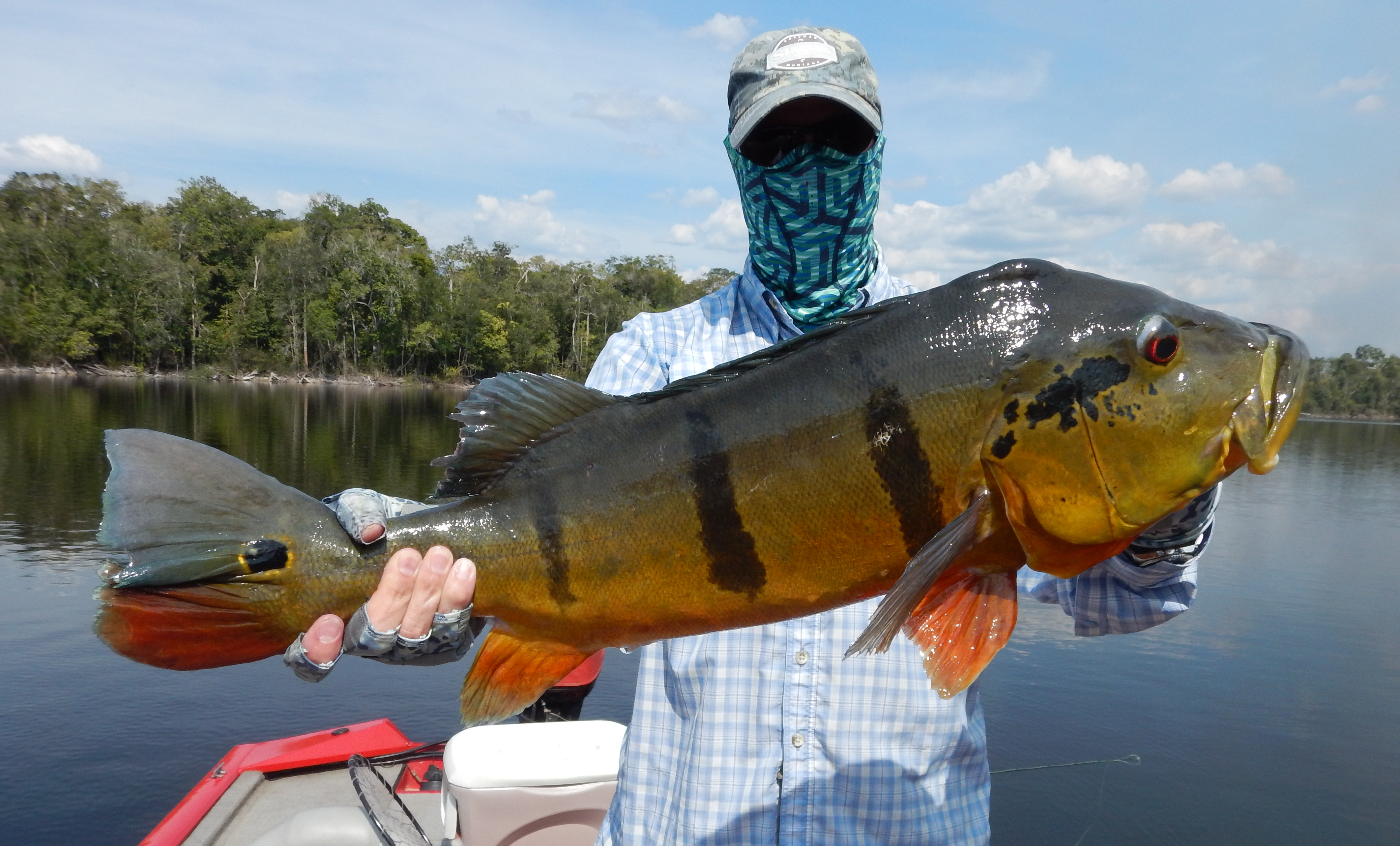 23-inch Peacock Bass