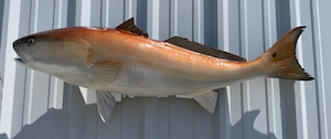 Rep Fish 46