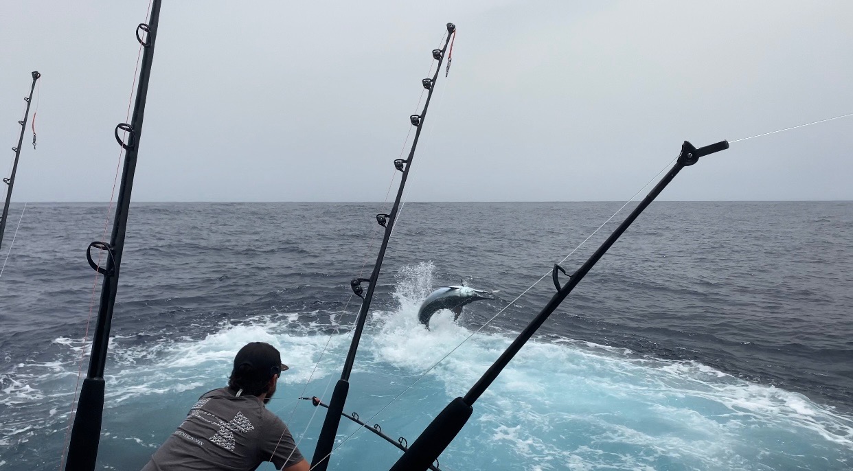 cody moist with Blue Marlin WavePaver