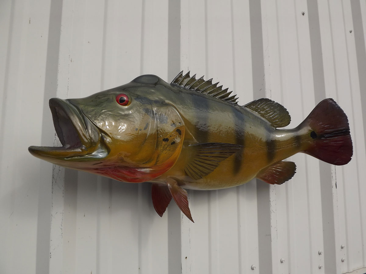 Peacock Bass Full Mount