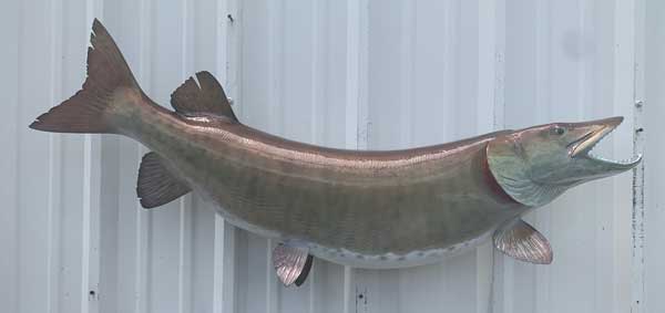 muskie-fish-mount.jpg