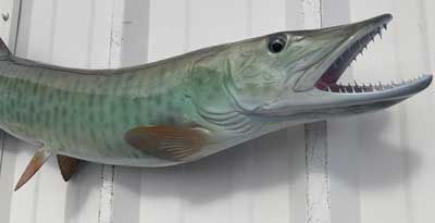 Muskie Fish Mounts By Mount This Fish! Muskie Fish Replicas