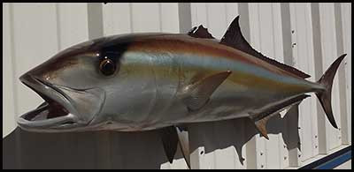 Amberjack Fish Mounts