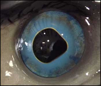 Blue Marlin Eye
