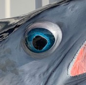 Pacific Sailfish Mount Eye