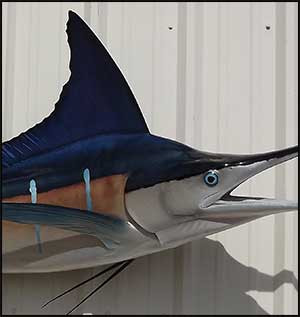 Striped Marlin Mount Face