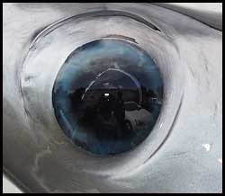 Close Up Swordfish Mount Eye