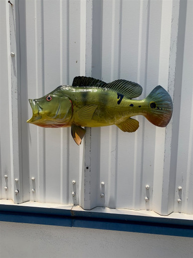 23-inch Peacock Bass