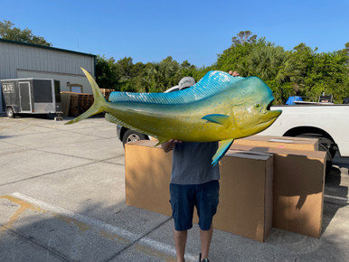 In Stock 62 Inch Bull Dolphin Full Mount In Stock 62 Inch Bull Dorado ...