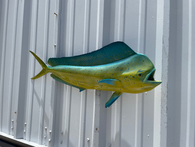 33 Inch Bull Dolphin Mount For Sale And In Stock