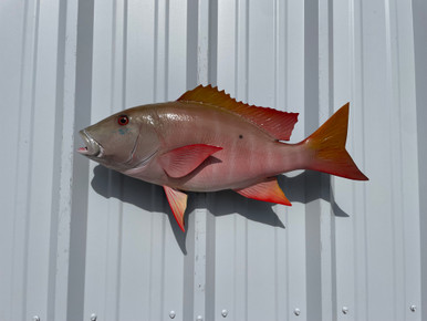 25 Inch Mutton Snapper Fish Mount 25 Inch Mutton Snapper Fish Replica