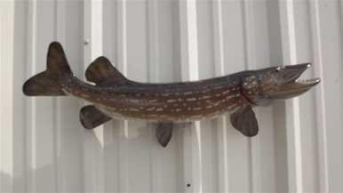 32 Inch Northern Pike Fish Mount Replica Reproduction For Sale