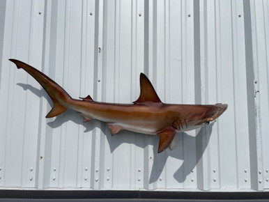 shark-hammerhead-mount-48-is-