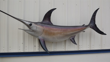 95" Broadbill Swordfish Full Mount