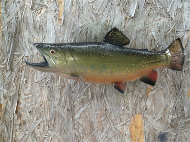 20 Inch 2D Brook Trout & Minnow Replica Art