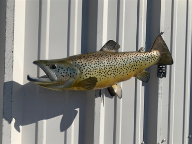 22 Inch Brown Trout Mount Fish Mount Replica Reproduction For Sale