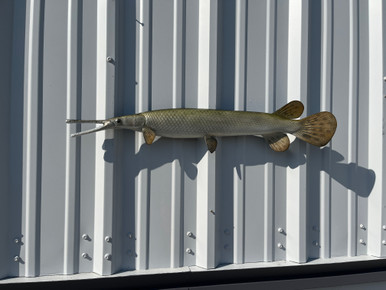 30 inch longnose gar half sided fish mount replica