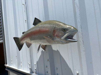 In Stock 29 Inch Rainbow Trout Full Mount In Stock 29 Inch Rainbow ...