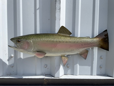 19 Inch Rainbow Trout Half Mount Rainbow Trout Half Mount