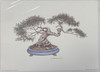 Vintage Art Prints- Bonsai I- Signed by Martha Hinson | By the Case- 100|