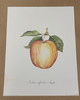 Vintage Art Print- Apple Botanical- Signed by Linda Lord| By the Case- 100|