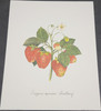 Vintage Art Prints- Strawberry Botanical- Signed by Linda Lord | By the Case- 100|