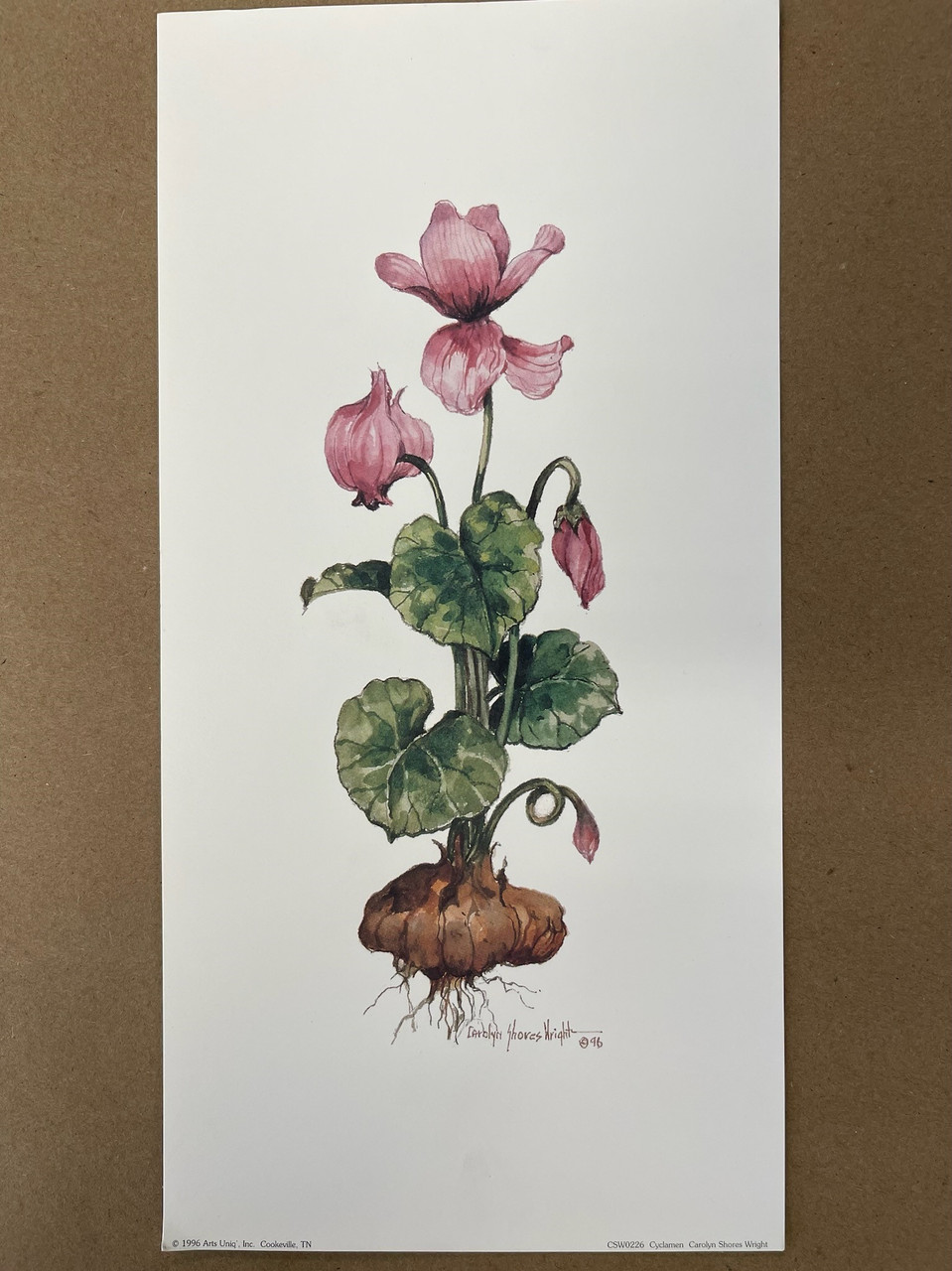 Cyclamen- Signed by Carolyn Shores Wright |By the Case- 100 per Case|