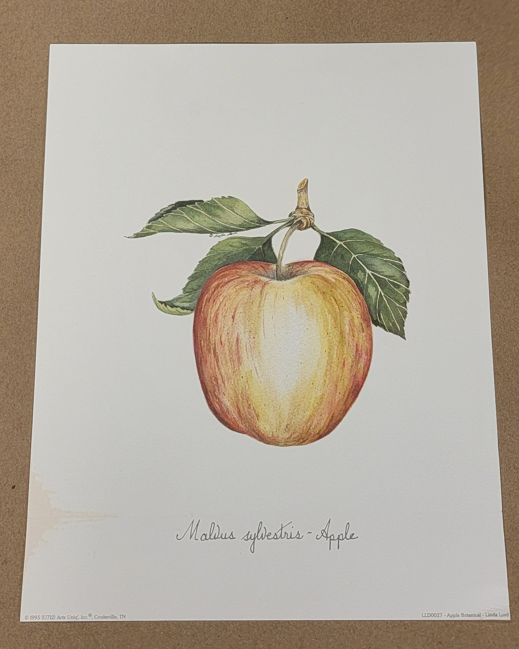 Vintage Art Print- Apple Botanical- Signed by Linda Lord| By the Case- 100|