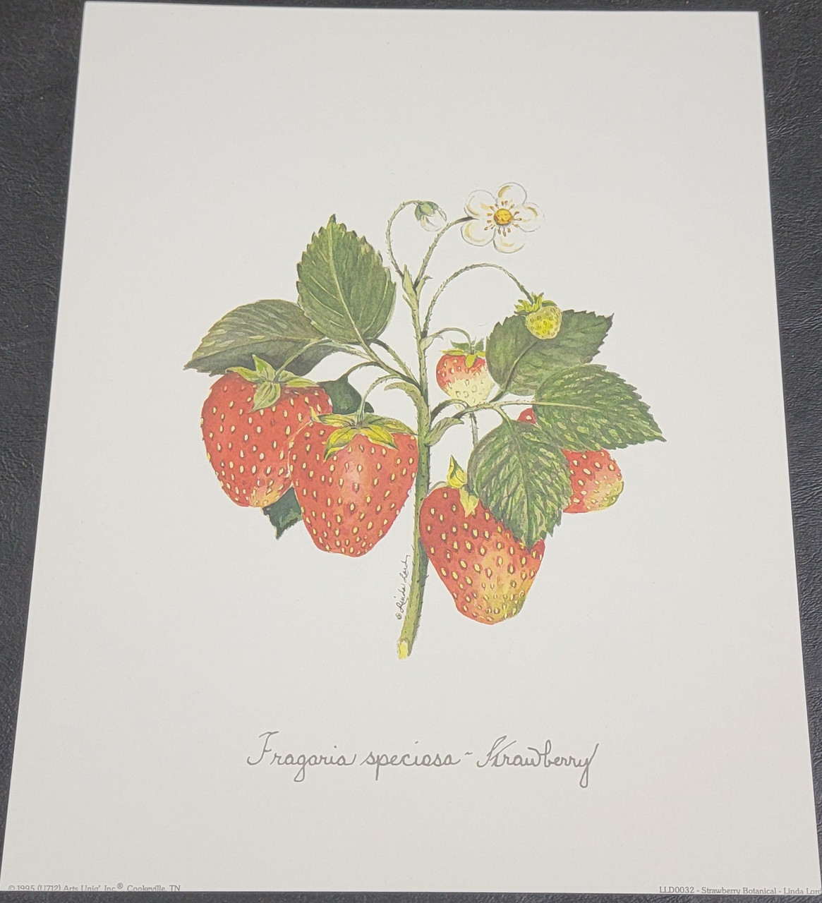 Vintage Art Prints- Strawberry Botanical- Signed by Linda Lord | By the Case- 100|