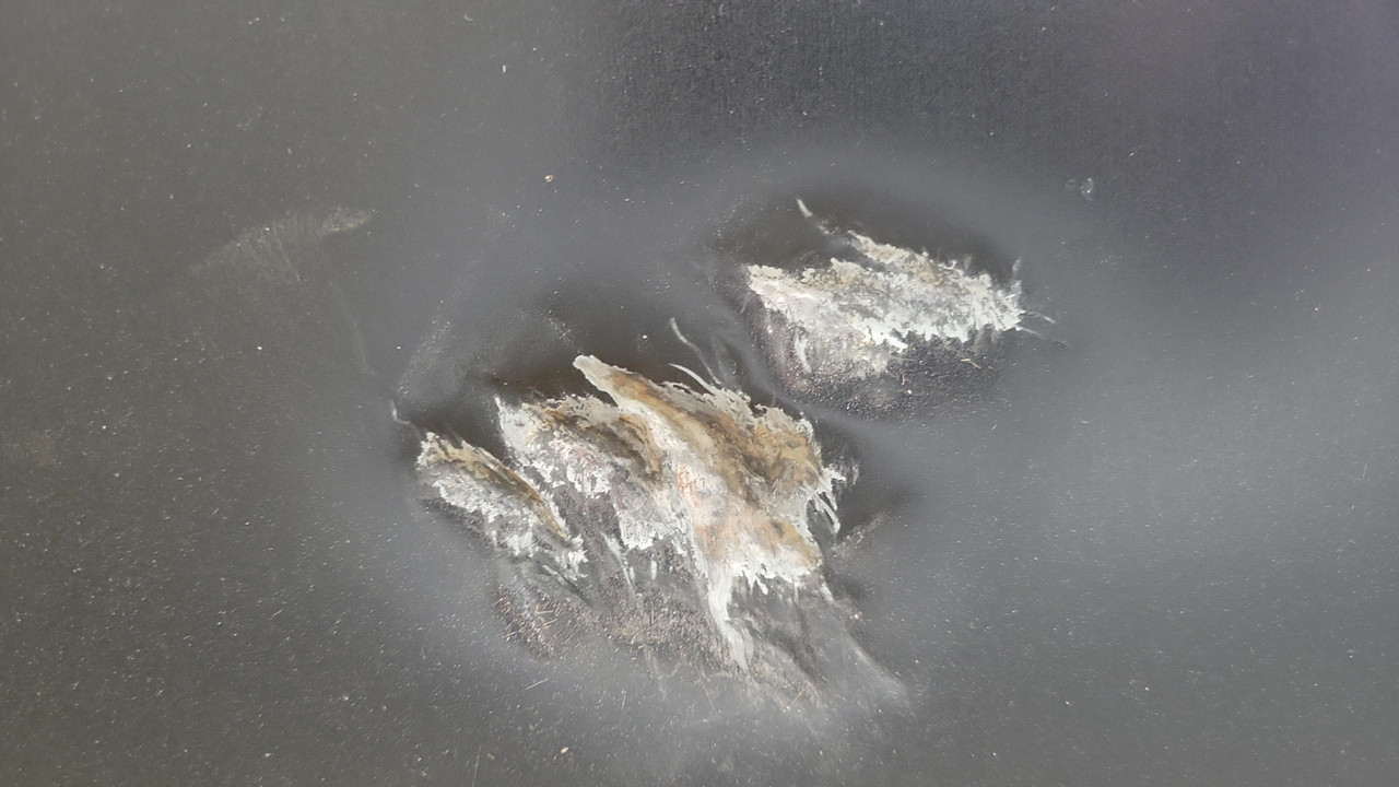 EdgeStar 15 in. 50 lbs. Built-In Ice Maker in Stainless Steel | Scratch & Dent | 