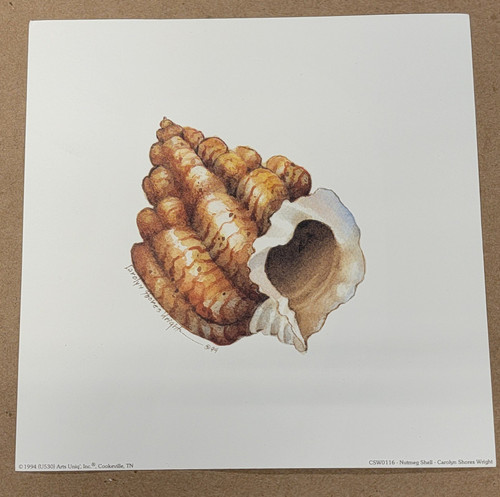 Vintage Art Print- Nutmeg Shell- Signed by Carolyn Shores- Wright | By the Case- 160|