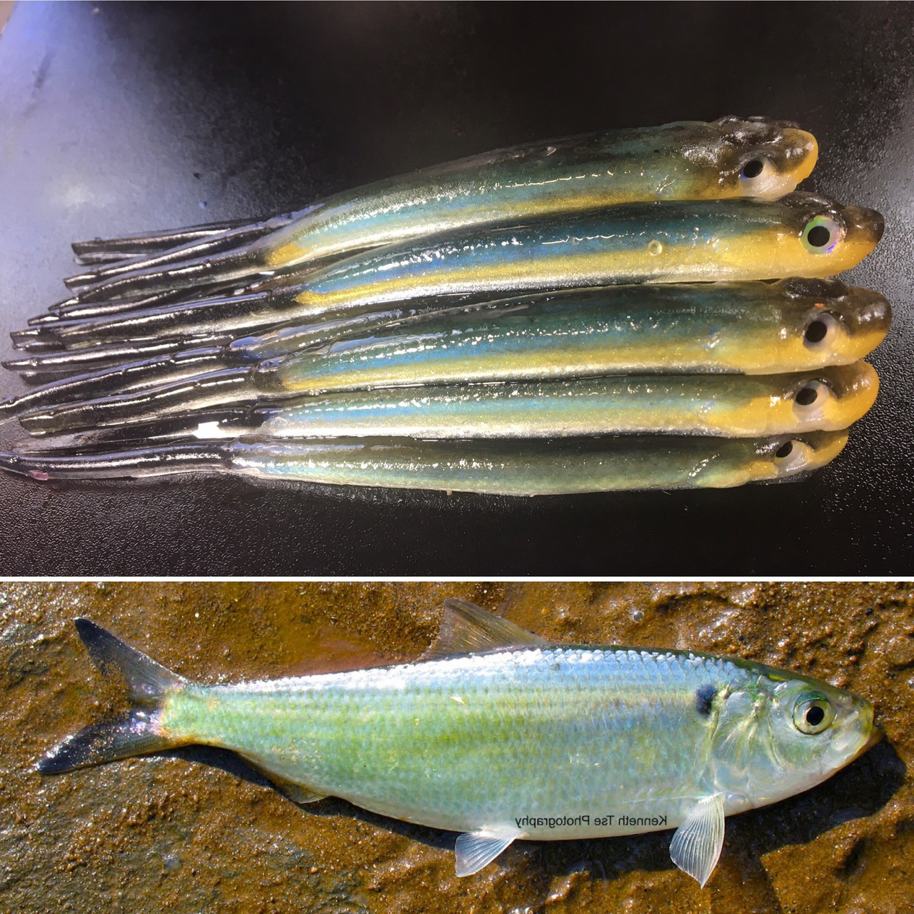 5.5" Ripper Minnow Color Blueback Herring Lake Hartwell 25 count pack