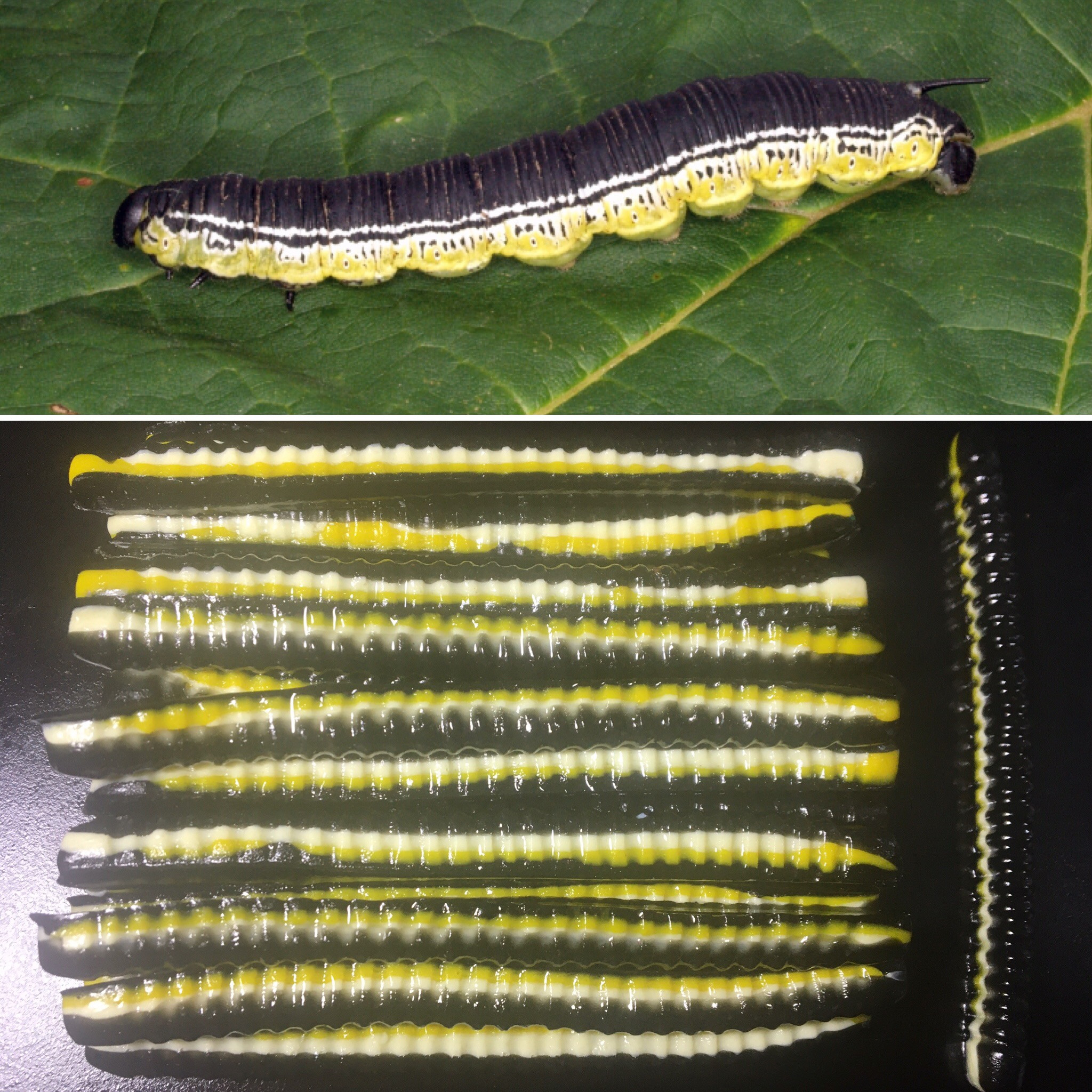 4 French Fry Worm Color: CATAWBA 50 Count Pack (Pre Order 2-3 Weeks) -  Paul Krew Custom Baits