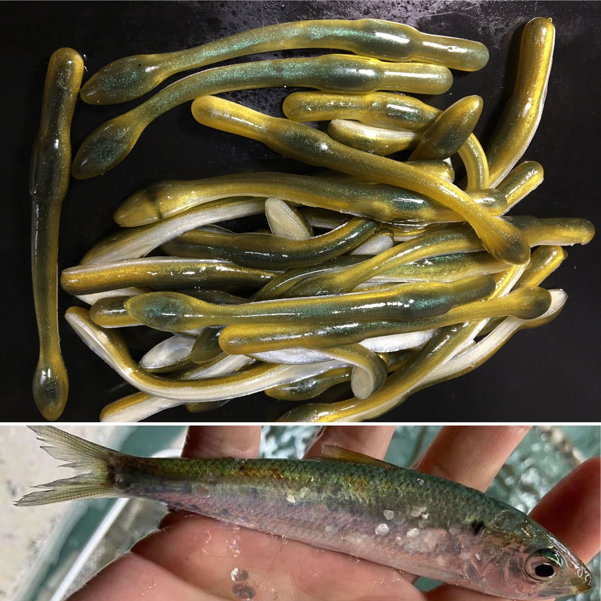 4.25” Thumper Worm Color: BLUEBACK HERRING LAKE HARTWELL 30 count pack (Pre  Order 2-3 Weeks) - Paul Krew Custom Baits