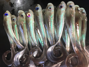 4.5 Nitrous Minnow Color: Emerald Shiner 25 count pack (Pre Order 2-3 Weeks)