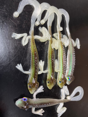 5.5" Louie The Lizard! Color: Emerald Shiner 25 count pack (Pre Order 2-3 Weeks)