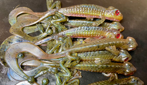 5.5" Louie The Lizard! Color: Showtime 25 count pack (Pre Order 2-3 Weeks) 5.5" Louie The Lizard! Color: Showtime 25 count pack (Pre Order 2-3 Weeks)
