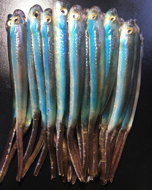 5.5" Ripper Minnow Color: Shad Spawn 25 count pack  (Pre Order 2-3 Weeks)
