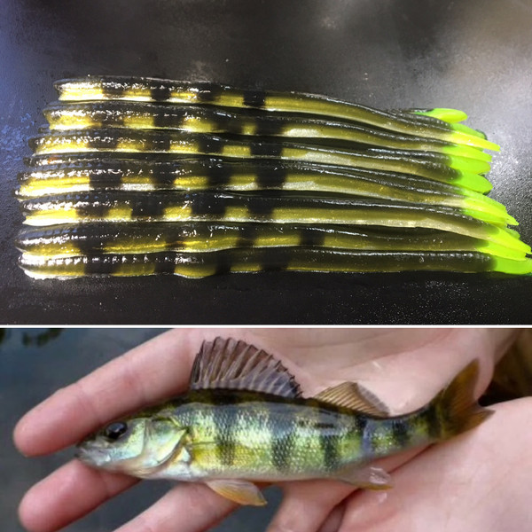*Limited Run* 6" Shakey Head Worm Color: Natural Perch 50 Count Pack (Pre Order 2-3 Weeks)