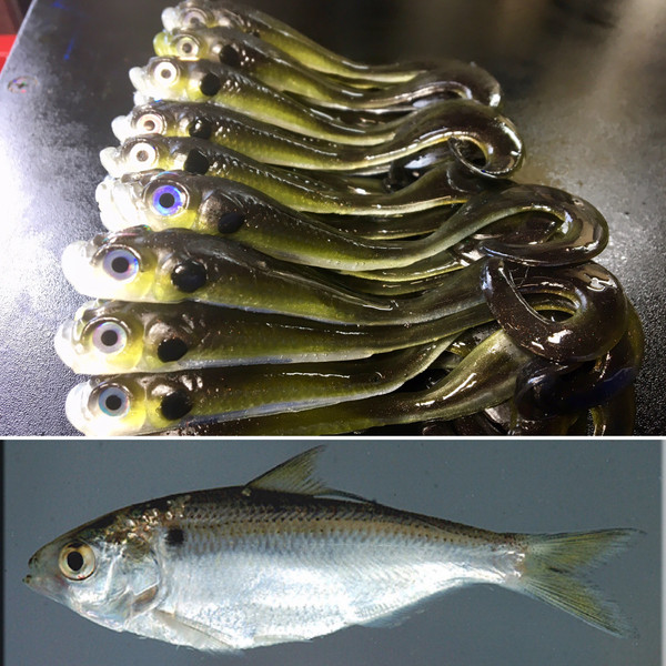 4.5 Nitrous Minnow Color: Threadfin Shad 25 count pack (Pre Order 2-3  Weeks) - Paul Krew Custom Baits