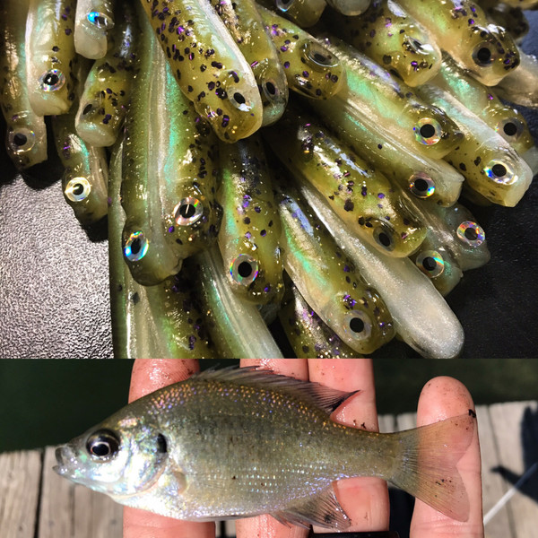 3.5 Drop Shot Minnow Color: Baby Blue Gill 30 count pack (Pre Order 2-3  Weeks) - Paul Krew Custom Baits