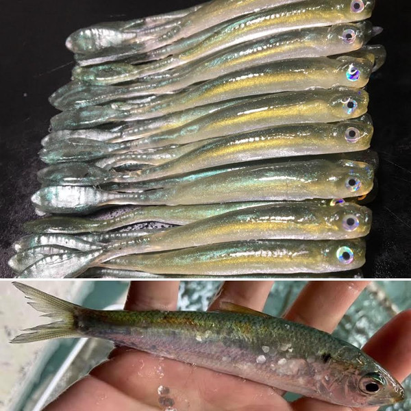 3.5" Drop Shot Minnow Color: Blueback Herring Lake Hartwell 30 count pack  (Pre Order 2-3 Weeks)