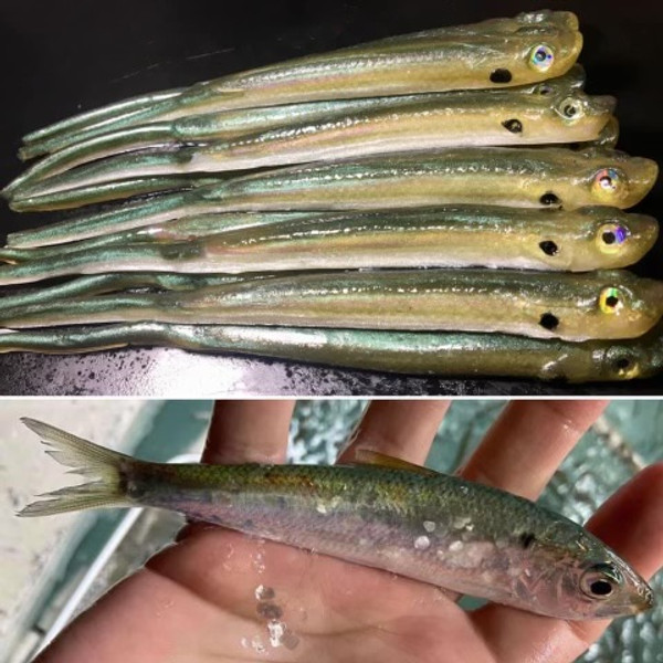 5.5 Ripper Minnow Color: Blueback Herring Lake Hartwell 25 count