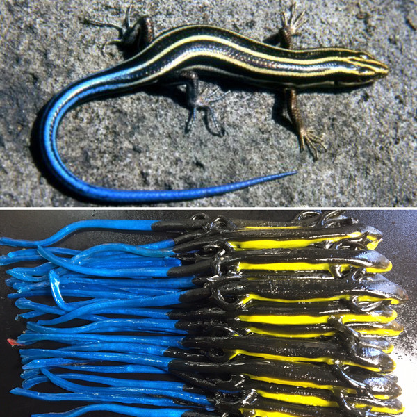 6" Sally Salamander Color: Blue Tail Skink 30 Count Pack  (Pre Order 2-3 Weeks)