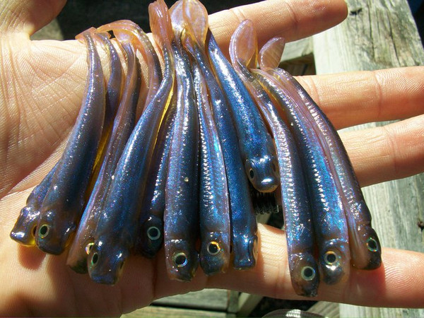 3.5" Drop Shot Minnow Color: Blue Glimmer 30 count pack (Pre Order 2-3 Weeks)