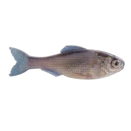 6TH SENSE  PANORAMA 3.5  (6/pk)  LIVE MINNOW